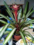 guzmania.JPG