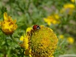 Coccinelle_01.jpg