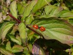 Coccinelle_02.jpg