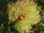 Coccinelle_03.jpg