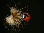 Coccinelle_04.jpg