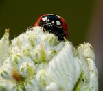 Coccinelle_05.jpg