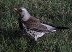 oiseau.JPG