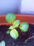 Image391.jpeg