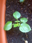 Image392.jpeg