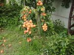 voilà une branche de cet abricotier elle a survécu