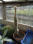 Lui, c'est mon cactus laineux! Malheureusement, il se meurt...