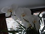 DSCF0147.JPG
