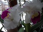 DSCF0141.JPG