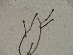 DSC00508.JPG