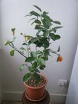 photo de mon oranger prise aujourd'hui