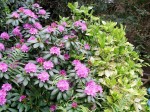 rhodo, aucuba, fougères