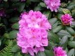 Fleurs.JPG