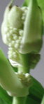fruit 2