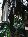 morceau de plante