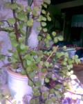Photo009.jpg