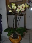 plante 1.jpg