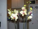 Fleurs 1.jpg