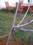 bourgeons
