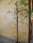 100_2938.JPG
