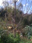 dans le pot (avant plantation)
