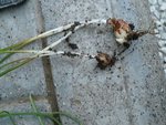 racines de la 2eme plante