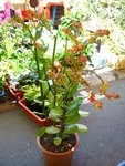 IMG_2576.JPG