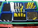 semis  2010-02-21 003.jpg