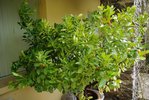 oranger calamondin 1.JPG