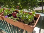 printemps 2008 018.jpg