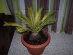 100_2883.JPG