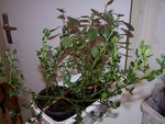 100_2895.JPG