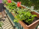 printemps 2008 019.jpg