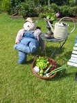 recolte du jour 23 juillet 2009 008.JPG