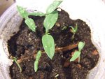 semis de poivron d'espagne et d'aubergine de barbentane