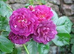 rosemarieviaud.jpg