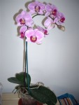 Mon orchidée