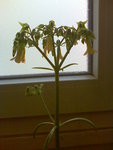 image368.jpg