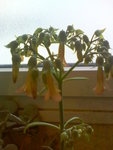 image370.jpg