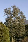 IMG_0547.JPG