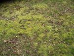 IMGP0531.jpg