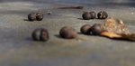 crottes2.jpg