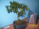 100_1421.JPG