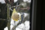 mésange.JPG
