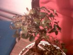 IMG00199-20100306-2024.jpg