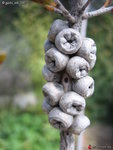 callistemon capsule.jpg