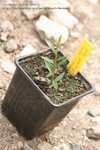 callistemon plantule.jpg