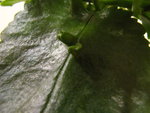 IMG_0221.jpg
