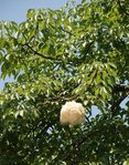 Le feuillage et une boule de &quot;coton&quot;