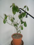 DSCF0486.JPG